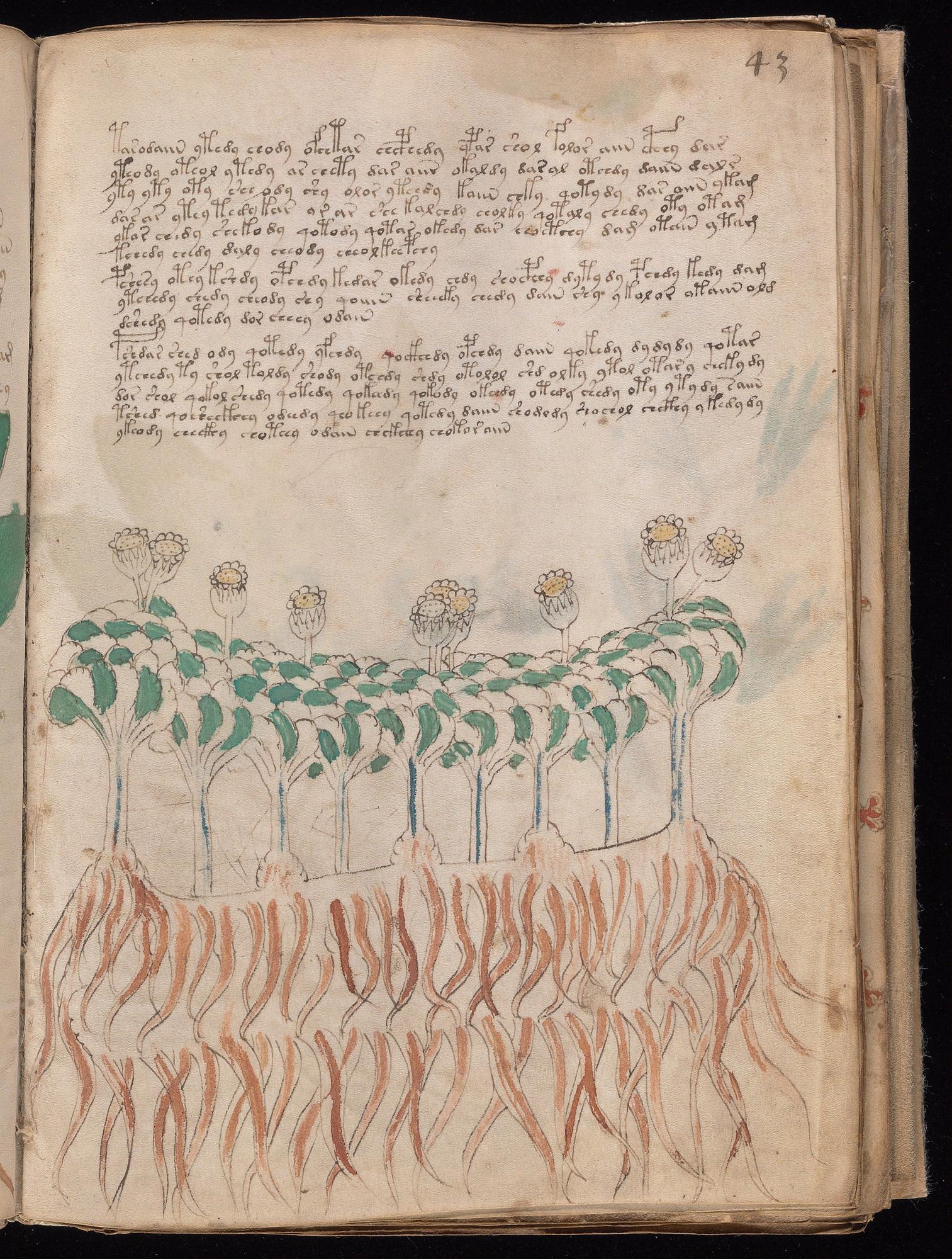 Voynich Manuscript folio f43r — Beinecke MS 408